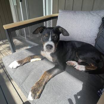 Archer -  American Staffordshire Terrier Dog for Adoption in Denver, Colorado - Archer | PetCurious