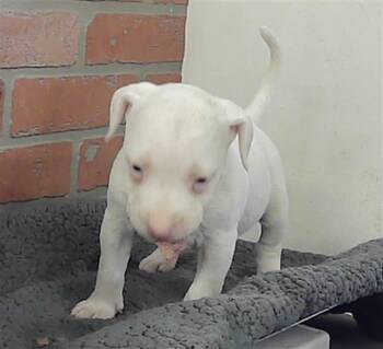 American Bulldog and Mixed Breed Dogs Available for Adoption - SNOW | PetCurious