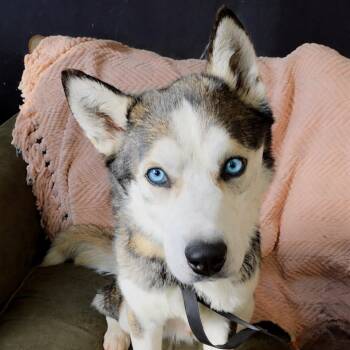 Husky Dogs Available for Adoption - Freedom | PetCurious