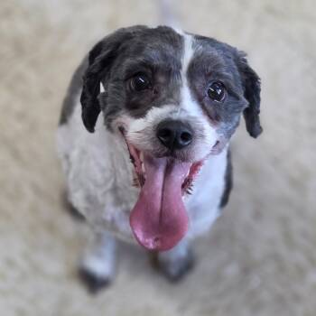 Rescue Poodle and Mixed Breed Dogs for Adoption in Breese, Illinois - Gordie | PetCurious