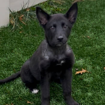 Rescue German Shepherd Dog and Husky Dogs for Adoption in St. Peters, Missouri - Ryka | PetCurious