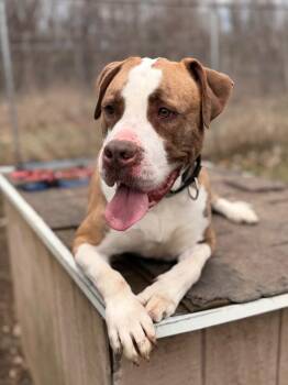 Affenpinscher Dogs Available for Adoption in Peru, New York - Banjo | PetCurious