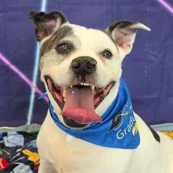 MAMA COCO -  Pit Bull Terrier Dog for Adoption in Indianapolis, Indiana - MAMA COCO | PetCurious