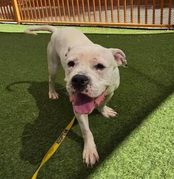 Rescue Pit Bull Terrier Dogs for Adoption in Las Vegas, Nevada - ANGEL | PetCurious