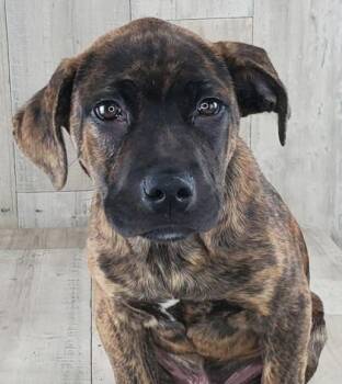 Kovu -  Plott Hound and Mixed Breed Dog for Adoption in Shreveport, Louisiana - Kovu | PetCurious