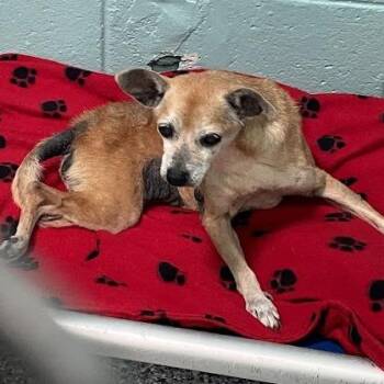 Margaret -  Mixed Breed Dog for Adoption in Port Charlotte, Florida - Margaret | PetCurious
