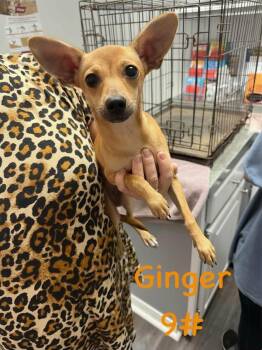 Ginger -  Chihuahua Dog for Adoption in Semmes, Alabama - Ginger | PetCurious