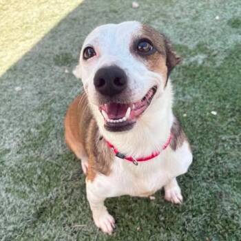 Sassy -  Corgi and Jack Russell Terrier Dog for Adoption in Center Point, Texas - Sassy | PetCurious