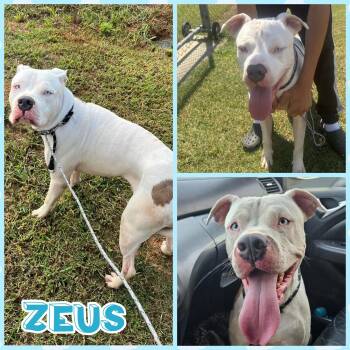 Rescue American Bulldog Dogs for Adoption in Blacksburg, South Carolina - Zeus | PetCurious