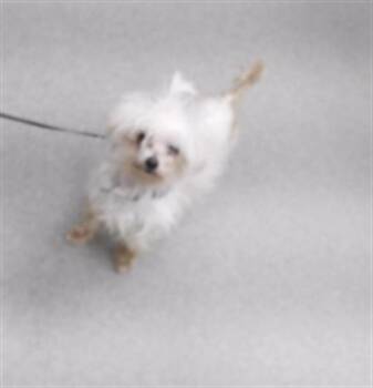 Maltese and Mixed Breed Dogs Available for Adoption in Omaha, Nebraska - CRAYON | PetCurious