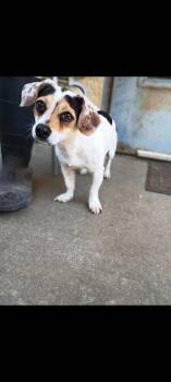 Jack Russell Terrier and Terrier Dogs Available for Adoption in Albany, Georgia - Melon | PetCurious