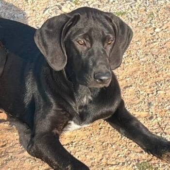 Licorice -  Labrador Retriever Dog for Adoption in Williston, Vermont - Licorice | PetCurious