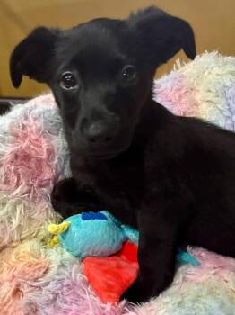 Cocker Spaniel and Dachshund Dogs Available for Adoption - Wheatie | PetCurious