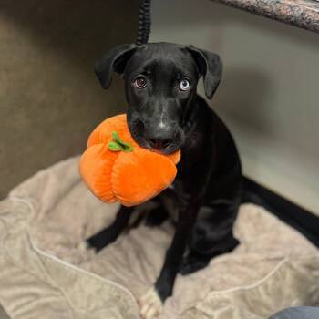 Rescue Mixed Breed Dogs for Adoption in Palm Springs, California - Mia | PetCurious