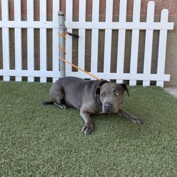A614588 -  Pit Bull Terrier Dog for Adoption in Modesto, California - A614588 | PetCurious