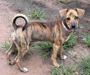 Marble Mae -  Mixed Breed Dog for Adoption in Brookshire, Texas - Marble Mae | PetCurious