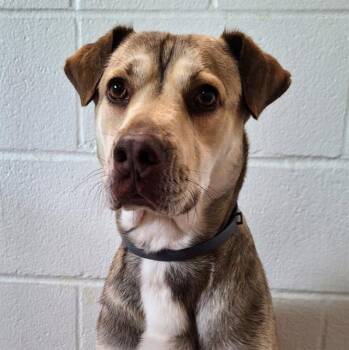 Rescue Siberian Husky and Pit Bull Terrier Dogs for Adoption in Olathe, Kansas - MILO | PetCurious