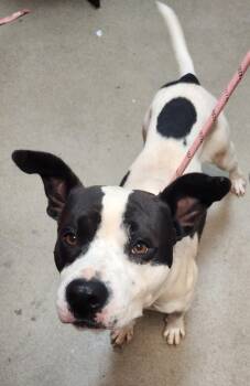 Rescue Mixed Breed Dogs for Adoption in Spartanburg, South Carolina - Dale | PetCurious