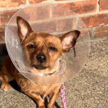 Chihuahua Dogs Available for Adoption in Providence, Rhode Island - Titi | PetCurious