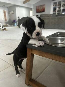 Mixed Breed Dogs Available for Adoption - Poppy - P | PetCurious