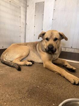 Labrador Retriever and Pit Bull Terrier Dogs Available for Adoption - BOHDIE | PetCurious