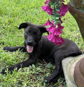 Labrador Retriever and Australian Shepherd Dogs Available for Adoption in Watertown, Connecticut - Rosie Petal | PetCurious