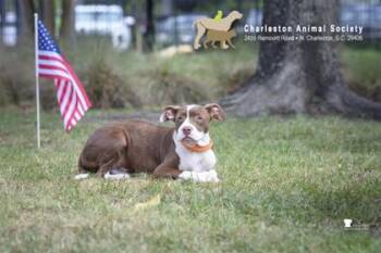3793B Soldier -  American Staffordshire Terrier and Mixed Breed Dog for Adoption in North Charleston, South Carolina - 3793B Soldier | PetCurious