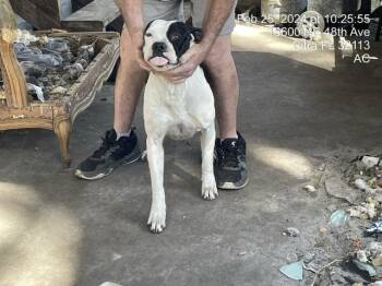 PIXIE -  Pit Bull Terrier and Mixed Breed Dog for Adoption in Ocala, Florida - PIXIE | PetCurious