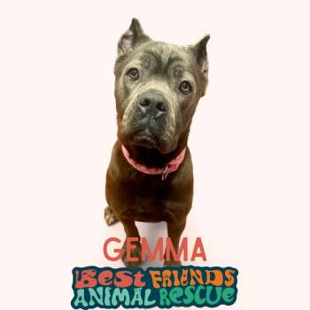 Gemma -  Cane Corso Dog for Adoption in Wasilla, Alaska - Gemma | PetCurious