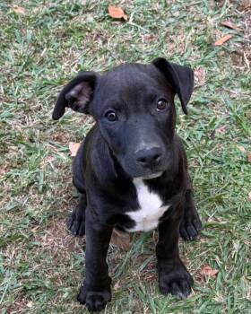 Sully -  Mixed Breed Dog for Adoption in Northwood, New Hampshire - Sully | PetCurious