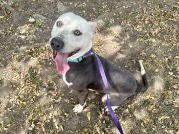 Vladamir -  Pit Bull Terrier Dog for Adoption in Tom Bean, Texas - Vladamir | PetCurious
