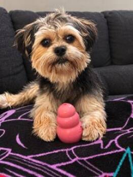 Chance -  Yorkshire Terrier and Shih Tzu Dog for Adoption in Chatham, Ontario - Chance | PetCurious