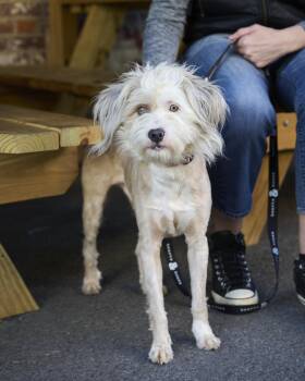 Pozole -  Labrador Retriever and Poodle Dog for Adoption in New York, New York - Pozole | PetCurious