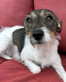 Abby -  Wirehaired Terrier Dog for Adoption in Lawrenceville, Georgia - Abby | PetCurious