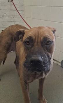 RAVEN -  Pit Bull Terrier and Mixed Breed Dog for Adoption in San Bernardino, California - RAVEN | PetCurious
