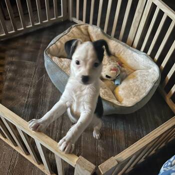 Mixed Breed Dogs Available for Adoption - Stella | PetCurious