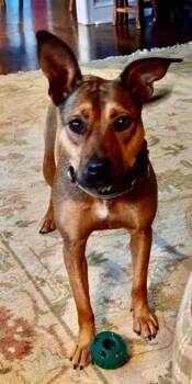 Rescue Labrador Retriever Dogs for Adoption in Newnan, Georgia - Dolly | PetCurious