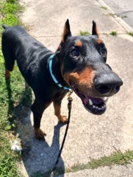 Thrive -  Doberman Pinscher and Mixed Breed Dog for Adoption in Cincinnati, Ohio - Thrive | PetCurious