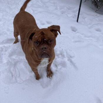 Rescue Dogue De Bordeaux Dogs for Adoption in Welch, Minnesota - Stella | PetCurious