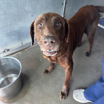Chocolate Labrador Retriever Dogs Available for Adoption in Edinburg, Texas - Chocolate | PetCurious