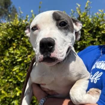 Lola -  Pit Bull Terrier Dog for Adoption in Goleta, California - Lola | PetCurious