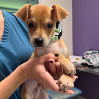 Bane -  Mixed Breed Dog for Adoption in Englewood, Florida - Bane | PetCurious