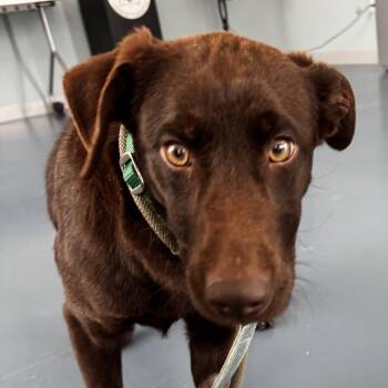 Chocolate Labrador Retriever Dogs Available for Adoption - Bees | PetCurious