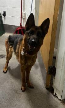 ANNA -  German Shepherd Dog Dog for Adoption - ANNA | PetCurious