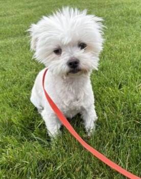 Cotton -  Maltese Dog for Adoption in Pasco, Washington - Cotton | PetCurious