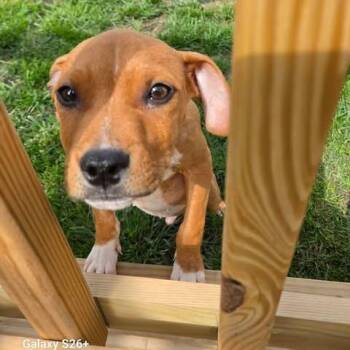 Tanner -  Pit Bull Terrier Dog for Adoption in Wyandotte, Michigan - Tanner | PetCurious