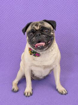 Trixie -  Pug Dog for Adoption in Lodi, California - Trixie | PetCurious