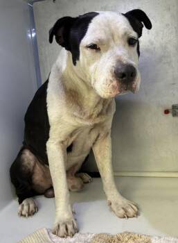 Bruce -  Pit Bull Terrier and Mixed Breed Dog for Adoption in Gainesville, Florida - Bruce | PetCurious