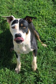 Cheesecake -  Pit Bull Terrier Dog for Adoption in Martinsville, Virginia - Cheesecake | PetCurious