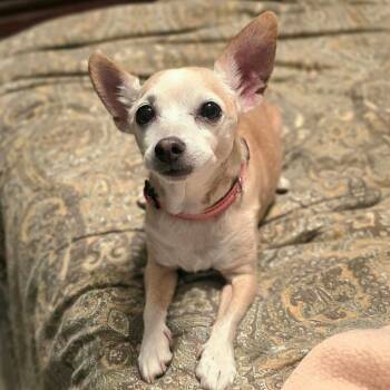 Foxy -  Chihuahua Dog for Adoption in Cleveland, Tennessee - Foxy | PetCurious
